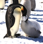 Emperor penguin. Chick being fed. Haswell archipelago, near Mirny Station, Antarctica, November 2012. Image © Sergey Golubev by Sergey Golubev.