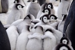 Emperor penguin. Creche. Gould Bay, Weddell Sea, November 2014. Image © Colin Miskelly by Colin Miskelly.