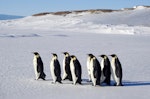 Emperor penguin. Adults walking. Haswell archipelago, near Mirny Station, Antarctica, October 2015. Image © Sergey Golubev by Sergey Golubev.