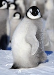 Emperor penguin. Chick. Haswell archipelago, near Mirny Station, Antarctica, October 2015. Image © Sergey Golubev by Sergey Golubev.