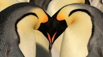 Emperor penguin. Two adults greeting display. Haswell archipelago, near Mirny Station, Antarctica, September 2012. Image © Sergey Golubev by Sergey Golubev.