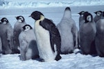 Emperor penguin. Adult with chicks. Dumont D'Urville Station, Antarctica, January 1981. Image © Department of Conservation ( image ref: 10029733 ) by Brian Ahern..