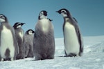 Emperor penguin. Chicks. Dumont D'Urville Station, Antarctica, December 1981. Image © Department of Conservation ( image ref: 10033316 ) by Brian Ahern..