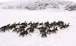 Emperor penguin. Adults tobogganing. Haswell archipelago, near Mirny Station, Antarctica, October 2015. Image © Sergey Golubev by Sergey Golubev.