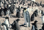 Emperor penguin. Adult among Adelie penguins. Hop Island, Prydz Bay, Antarctica, February 1990. Image © Colin Miskelly by Colin Miskelly.