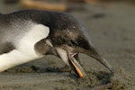 Emperor penguin. Vagrant immature eating sand. Peka Peka Beach, Kapiti coast, June 2011. Image © Neil Fitzgerald by Neil Fitzgerald.