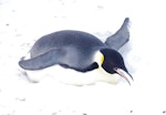 Emperor penguin. Adult eating snow. Gould Bay, Weddell Sea, November 2014. Image © Colin Miskelly by Colin Miskelly.