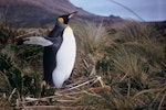 King penguin | Tokoraki. Adult. Camp Cove, Campbell Island, October 1963. Image © Department of Conservation ( image ref: 10047297 ) by Department of Conservation..