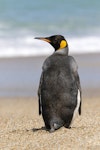 King penguin | Tokoraki. Adult standing showing dorsal view. Toetoes Bay, November 2022. Image © Glenda Rees by Glenda Rees.