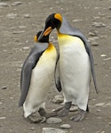 King penguin | Tokoraki. Pair of adults. St Andrew Bay, South Georgia, January 2016. Image © Rebecca Bowater by Rebecca Bowater FPSNZ AFIAP.