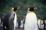 King penguin | Tokoraki. Adults. Macquarie Island, January 2006. Image © Department of Conservation ( image ref: 10062298 ) by Sam O'Leary..