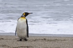 King penguin | Tokoraki. Adult on beach pre-moult. Fortrose, November 2022. Image © Oscar Thomas by Oscar Thomas.