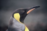 King penguin | Tokoraki. Adult. Macquarie Island, January 2006. Image © Department of Conservation ( image ref:10062297 ) by Sam O'Leary..