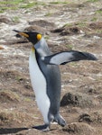 King penguin | Tokoraki. Adult. Falkland Islands, December 2008. Image © Alan Tennyson by Alan Tennyson.