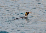 King penguin | Tokoraki. Adult swimming. Fortuna Bay, South Georgia, December 2015. Image © Cyril Vathelet by Cyril Vathelet.