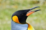 King penguin | Tokoraki. Close side view of the head, open bill showing its tongue. Fortuna Bay, South Georgia, December 2015. Image © Cyril Vathelet by Cyril Vathelet.