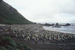 King penguin | Tokoraki. Colony. Macquarie Island, January 2006. Image © Department of Conservation ( image ref: 10062303 ) by Sam O'Leary..