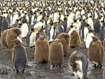 King penguin | Tokoraki. Colony with adults and large chicks. Salisbury Plain, South Georgia, January 2016. Image © Rebecca Bowater by Rebecca Bowater FPSNZ AFIAP.