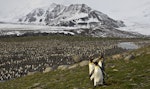 King penguin | Tokoraki. Thousands of adults and chicks in a large colony. St Andrew Bay, South Georgia, January 2016. Image © Rebecca Bowater by Rebecca Bowater FPSNZ AFIAP.