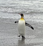 King penguin | Tokoraki. Adult running in from the sea. Salisbury Plain, South Georgia, January 2016. Image © Rebecca Bowater by Rebecca Bowater FPSNZ AFIAP.