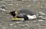 King penguin | Tokoraki. Adult lying down. Salisbury Plain, South Georgia, January 2016. Image © Rebecca Bowater by Rebecca Bowater FPSNZ AFIAP.