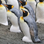 King penguin | Tokoraki. Incubating adults. Sandy Bay, Macquarie Island, December 2016. Image © Geoff de Lisle by Geoff de Lisle.