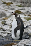 King penguin | Tokoraki. Immature. Enderby Island, Auckland Islands, January 2006. Image © Department of Conservation ( image ref: 10060015 ) by Andrew Maloney..