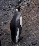 King penguin | Tokoraki. Immature. Possession Island, Crozet Islands, December 2015. Image © Colin Miskelly by Colin Miskelly.