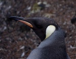 King penguin | Tokoraki. Immature. Possession Island, Crozet Islands, December 2015. Image © Colin Miskelly by Colin Miskelly.