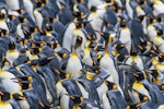 King penguin | Tokoraki. Breeding colony. Sandy Bay, Macquarie Island, January 2018. Image © Mark Lethlean by Mark Lethlean.