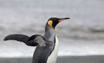 King penguin | Tokoraki. Adult with flippers extended. Macquarie Island, November 2011. Image © Sonja Ross by Sonja Ross.