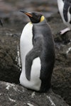 King penguin | Tokoraki. Subadult at start of moult. Antipodes Island, January 2010. Image © David Boyle by David Boyle.