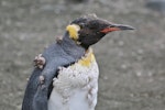 King penguin | Tokoraki. Moulting adult. Sandy Bay, Macquarie Island, December 2016. Image © Geoff de Lisle by Geoff de Lisle.