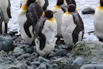 King penguin | Tokoraki. Moulting adults. Sandy Bay, Macquarie Island, December 2016. Image © Geoff de Lisle by Geoff de Lisle.