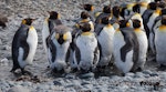 King penguin | Tokoraki. Moulting adults. Macquarie Island, November 2011. Image © Sonja Ross by Sonja Ross.