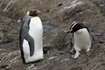 King penguin | Tokoraki. Subadult at start of moult, with erect-crested penguin. Antipodes Island, January 2010. Image © David Boyle by David Boyle.