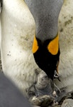 King penguin | Tokoraki. Adult feeding chick a few days old. Salisbury Plain, South Georgia, January 2016. Image © Rebecca Bowater by Rebecca Bowater FPSNZ AFIAP.