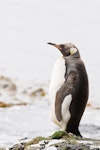 King penguin | Tokoraki. Immature. Port Ross, Auckland Islands, January 2010. Image © John Woods by John Woods.