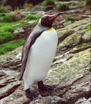 King penguin | Tokoraki. Subadult at the end of moult. Snares Islands, February 1983. Image © Colin Miskelly by Colin Miskelly.