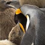 King penguin | Tokoraki. Adult feeding chick. St Andrew Bay, South Georgia, January 2016. Image © Rebecca Bowater by Rebecca Bowater FPSNZ AFIAP.