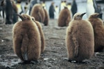 King penguin | Tokoraki. Chicks. Macquarie Island, January 2006. Image © Department of Conservation ( image ref: 10062300 ) by Sam O'Leary..