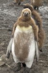 King penguin | Tokoraki. Chick moulting into first feathers. Salisbury Plain, South Georgia, January 2016. Image © Rebecca Bowater by Rebecca Bowater FPSNZ AFIAP.