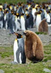 King penguin | Tokoraki. Adult followed by one year old chick. Fortuna Bay, South Georgia, December 2015. Image © Cyril Vathelet by Cyril Vathelet.