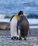 King penguin | Tokoraki. Pair preening. Macquarie Island, November 2011. Image © Sonja Ross by Sonja Ross.