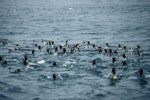 King penguin | Tokoraki. Adults in water. Macquarie Island, January 1993. Image © Department of Conservation ( image ref: 10032725 ) by Chris Robertson..