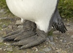 King penguin | Tokoraki. Adult's feet. St Andrew Bay, South Georgia, January 2016. Image © Rebecca Bowater by Rebecca Bowater FPSNZ AFIAP.