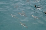 King penguin | Tokoraki. Adults swimming. Macquarie Island, January 1993. Image © Department of Conservation (image ref: 10032608 ) by Chris Robertson..