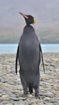 King penguin | Tokoraki. Melanistic adult. Despite the difference in colouring, this striking bird interacted normally with its neighbours.. Fortuna Bay, South Georgia Island, March 2016. Image © Gordon Petersen by Gordon Petersen.