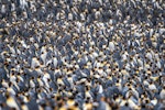 King penguin | Tokoraki. Breeding colony. Sandy Bay, Macquarie Island, January 2018. Image © Mark Lethlean by Mark Lethlean.