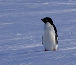 Adelie penguin. Adult. Gould Bay, Weddell Sea, December 2014. Image © Colin Miskelly by Colin Miskelly.